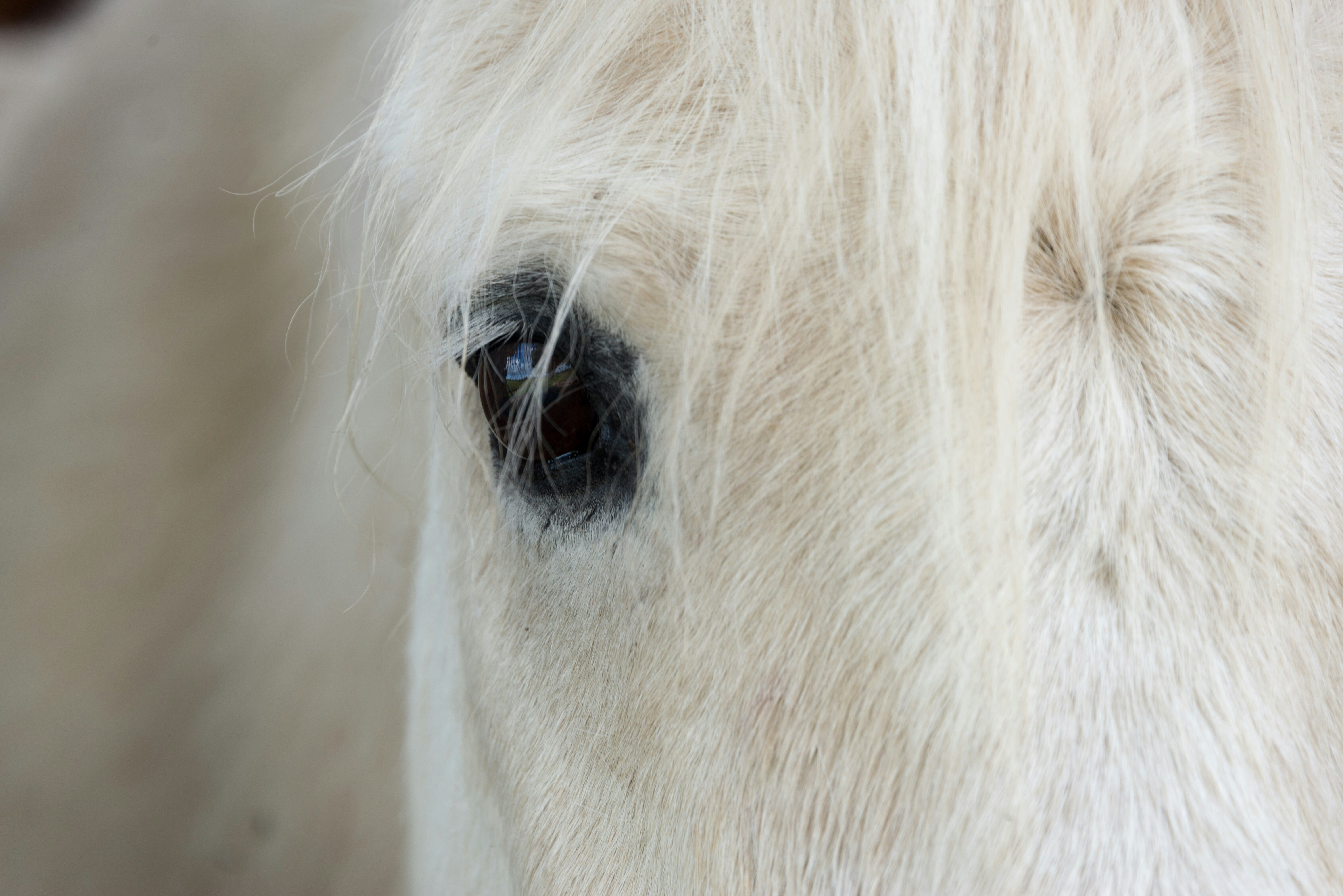 häst-chrissie-kremer-UVUX_y9BG3w-unsplash